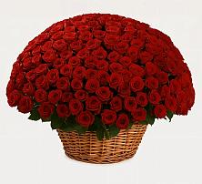 251 Премиум красная роза в Иглино Премиум букет из: Розы в Иглино